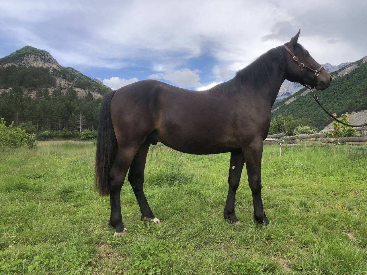 Gelding Origin Recorded For sale 2023 Dark Bay