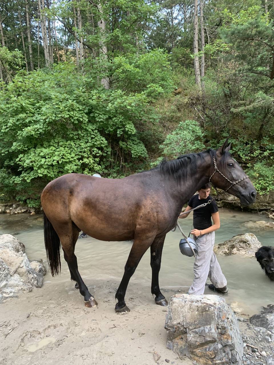 Gelding Origin Recorded For sale 2023 Dark Bay
