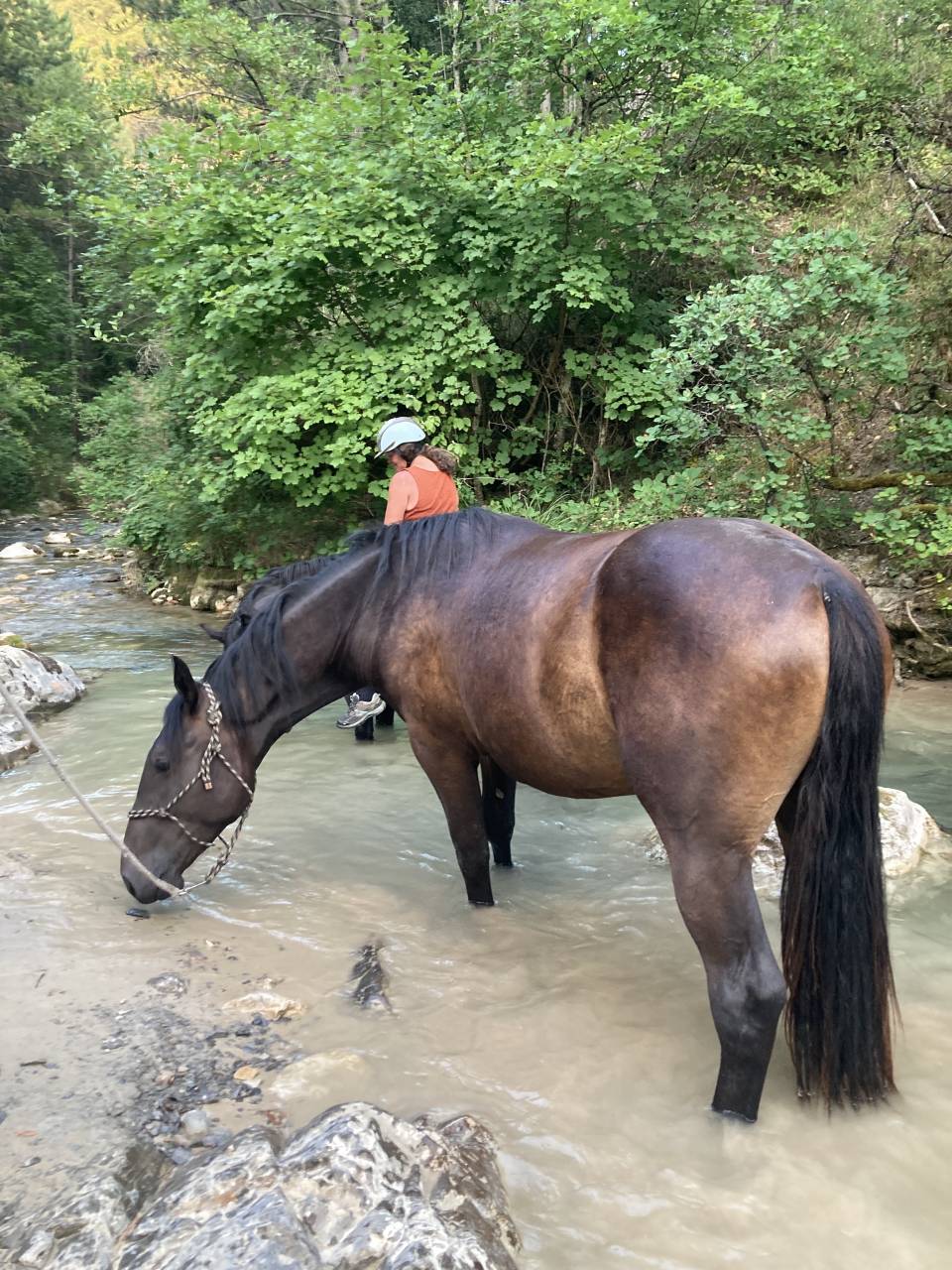 Gelding Origin Recorded For sale 2023 Dark Bay