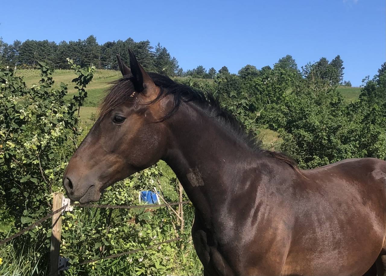 Gelding Origin Recorded For sale 2023 Dark Bay