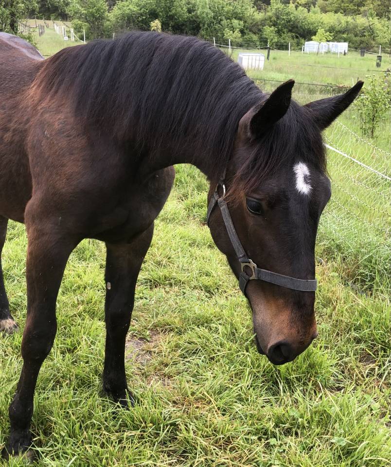 Gelding Origin Recorded For sale 2023 Dark Bay