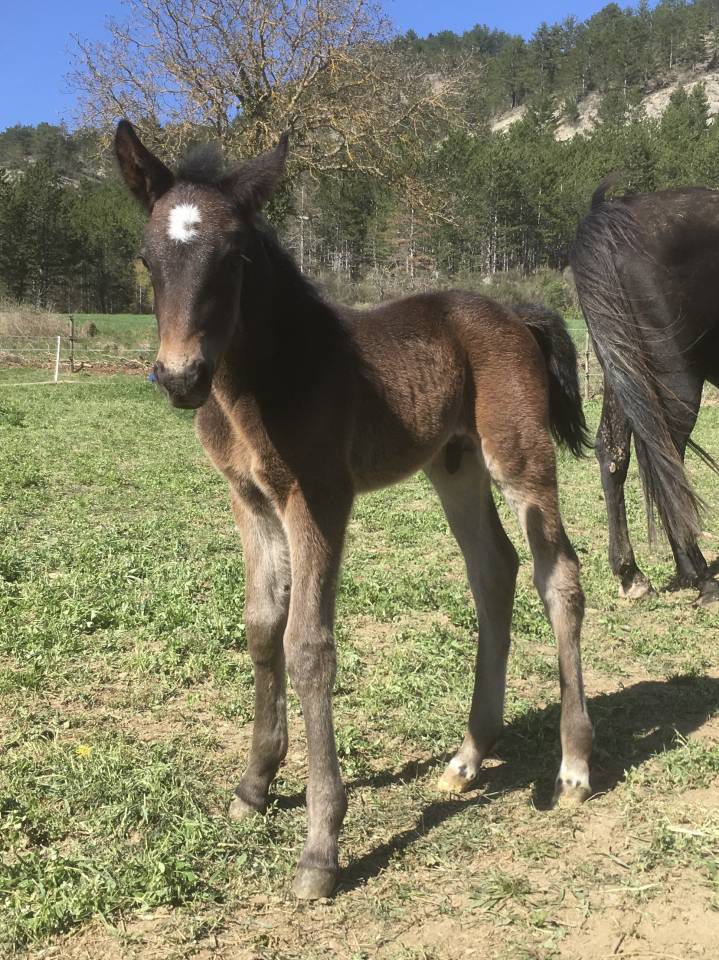 Gelding Origin Recorded For sale 2023 Dark Bay