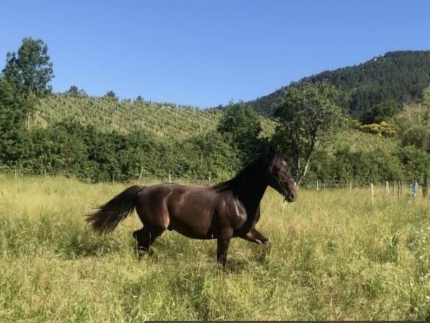 Gelding Origin Recorded For sale 2023 Dark Bay