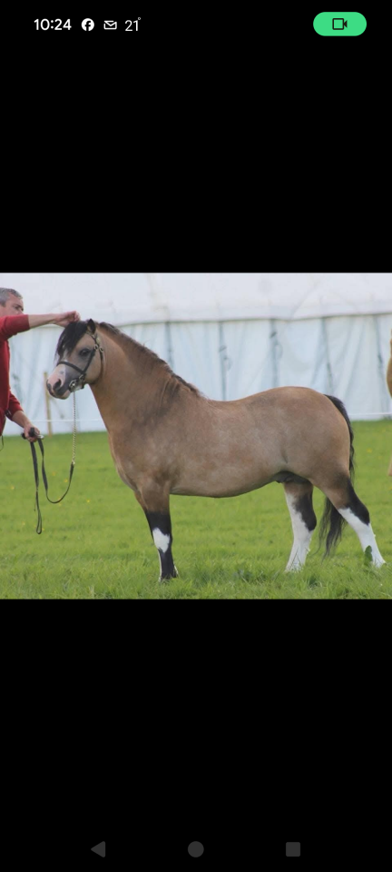 Colt Welsh Pony (Section A) For sale 2025 Cream