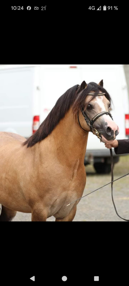 Colt Welsh Pony (Section A) For sale 2025 Cream