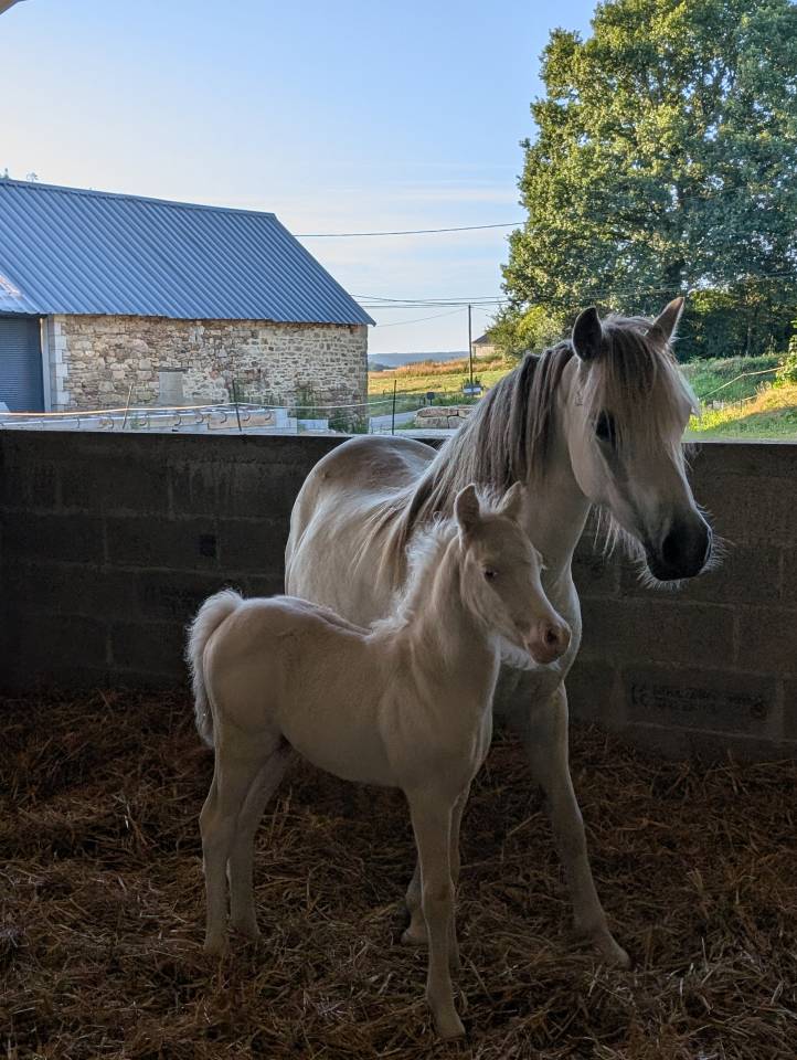 Colt Welsh Pony (Section A) For sale 2025 Cream