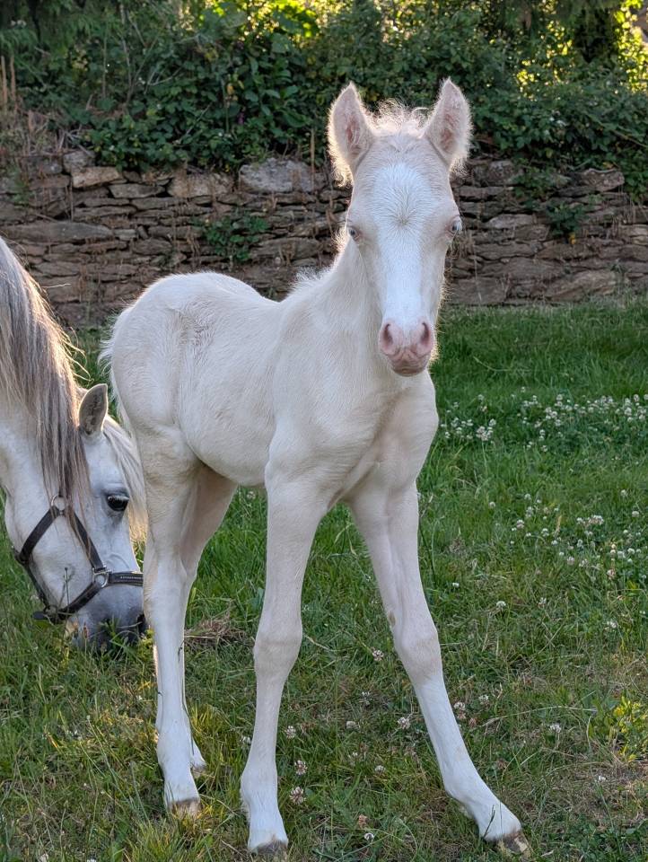 Colt Welsh Pony (Section A) For sale 2025 Cream