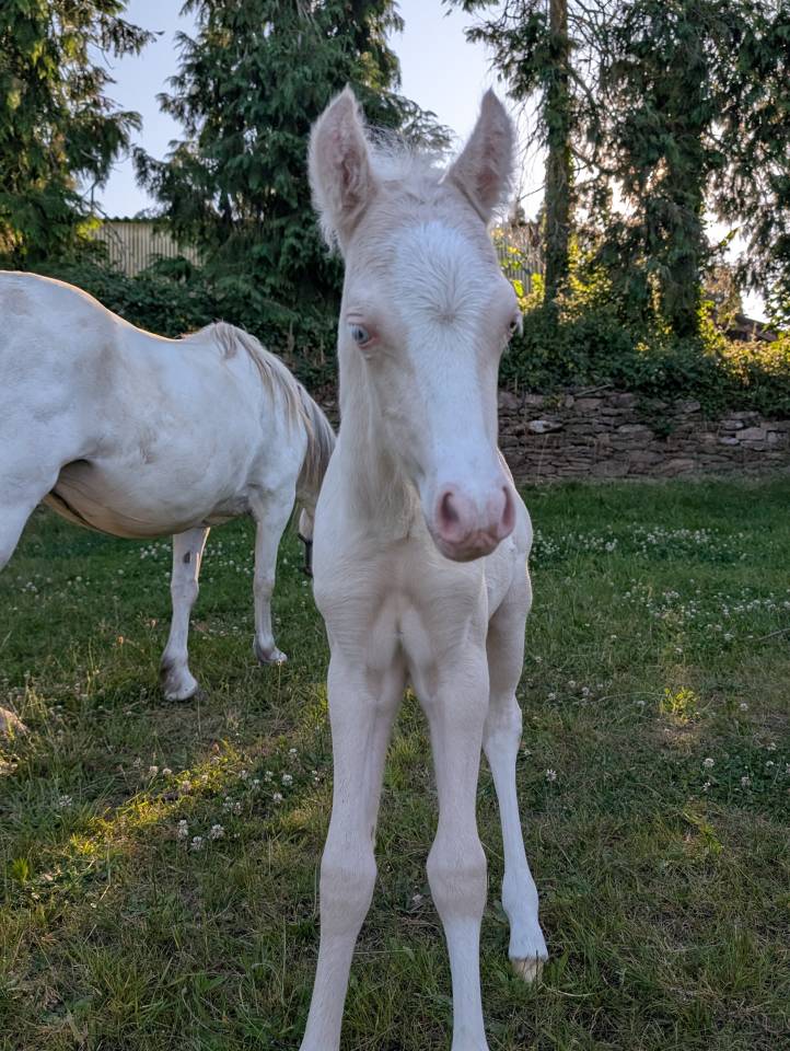 Colt Welsh Pony (Section A) For sale 2025 Cream