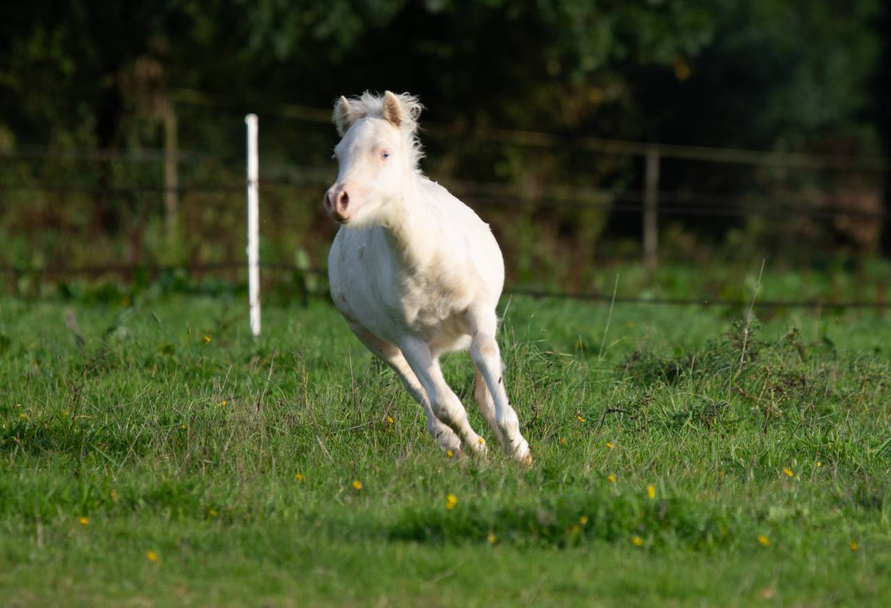 Colt Welsh Pony (Section A) For sale 2025 Cream