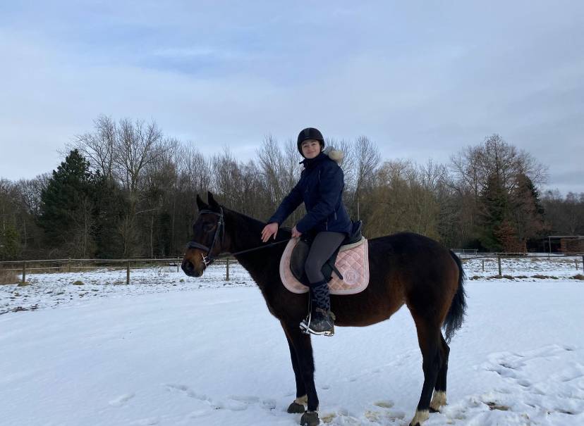 Mare No Origin Recorded For sale 2015 Bay