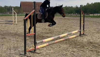 Mare No Origin Recorded For sale 2015 Bay