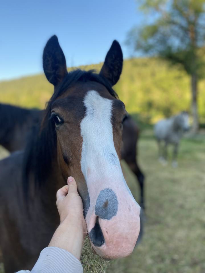 Gelding Welsh Part Bred For sale 2024 Bay