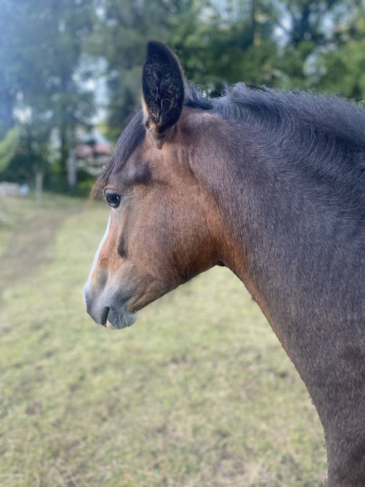 Gelding Welsh Part Bred For sale 2024 Bay