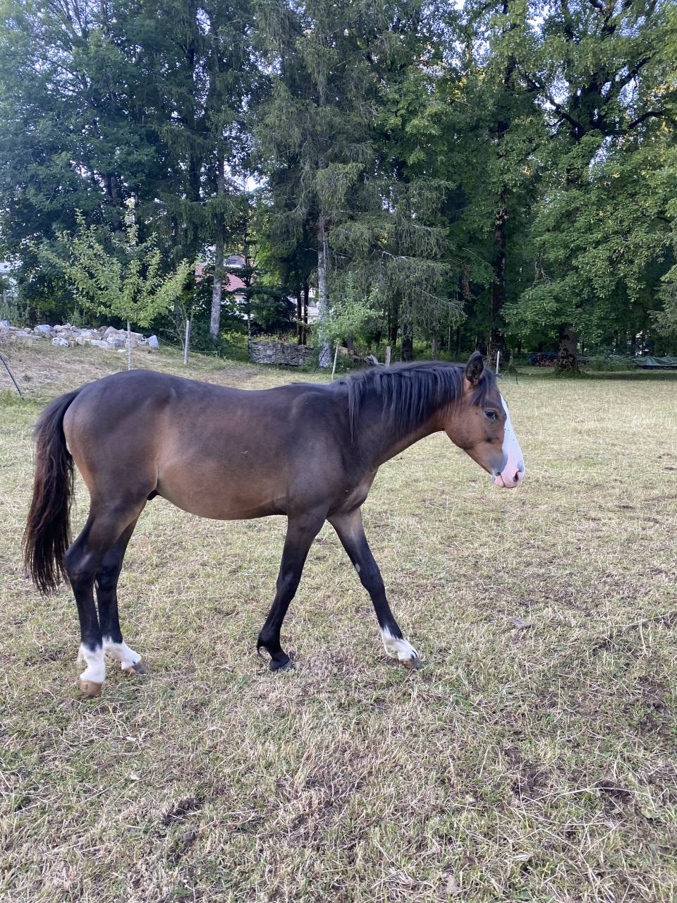 Gelding Welsh Part Bred For sale 2024 Bay