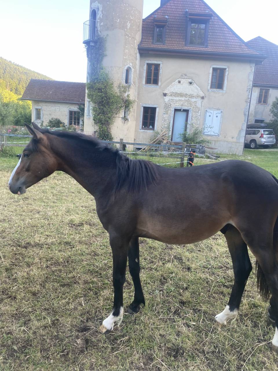 Gelding Welsh Part Bred For sale 2024 Bay