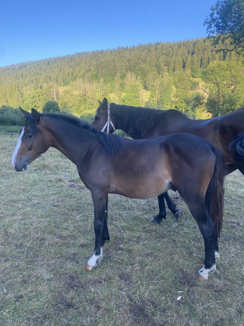 Gelding Welsh Part Bred For sale 2024 Bay