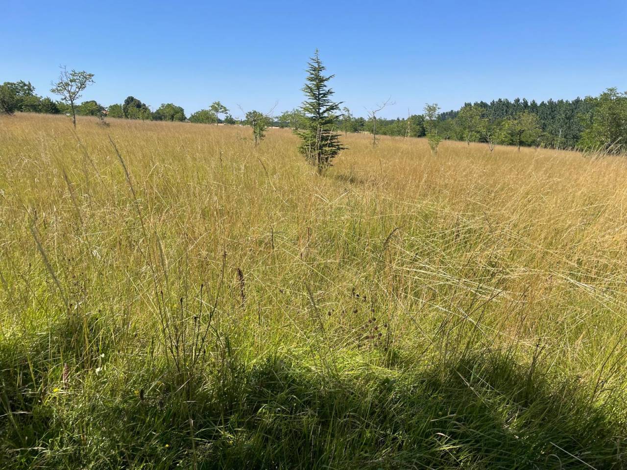 Luxurious equestrian property  Charente