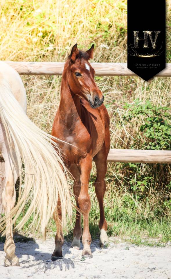 Colt KWPN Dutch Warmblood For sale 2025 Bay