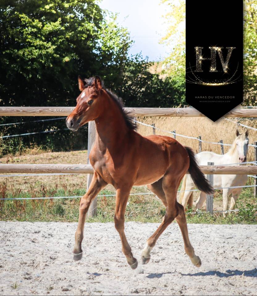 Colt KWPN Dutch Warmblood For sale 2025 Bay