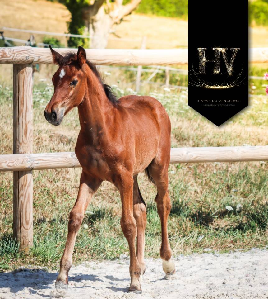 Colt KWPN Dutch Warmblood For sale 2025 Bay