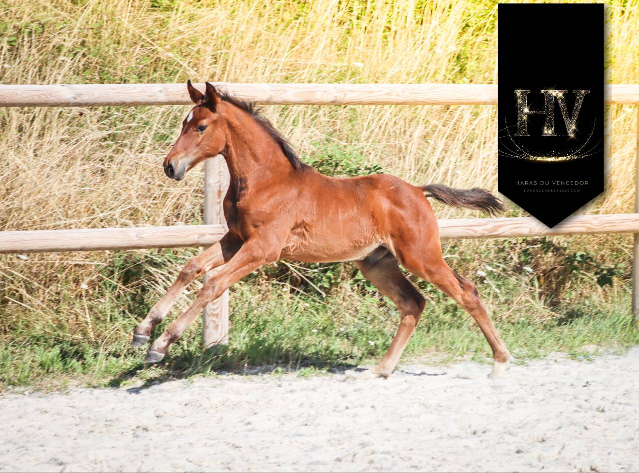 Colt KWPN Dutch Warmblood For sale 2025 Bay