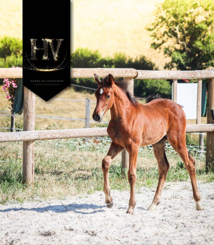 Colt KWPN Dutch Warmblood For sale 2025 Bay