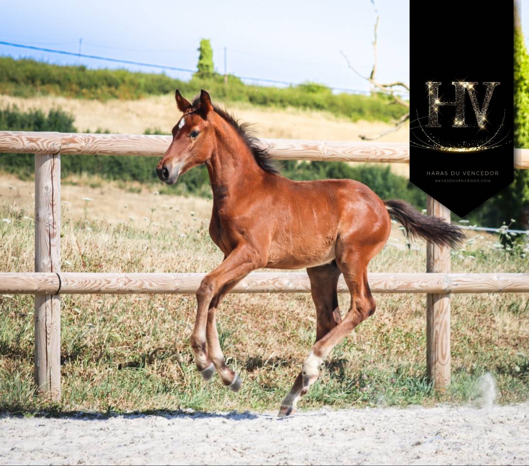 Colt KWPN Dutch Warmblood For sale 2025 Bay