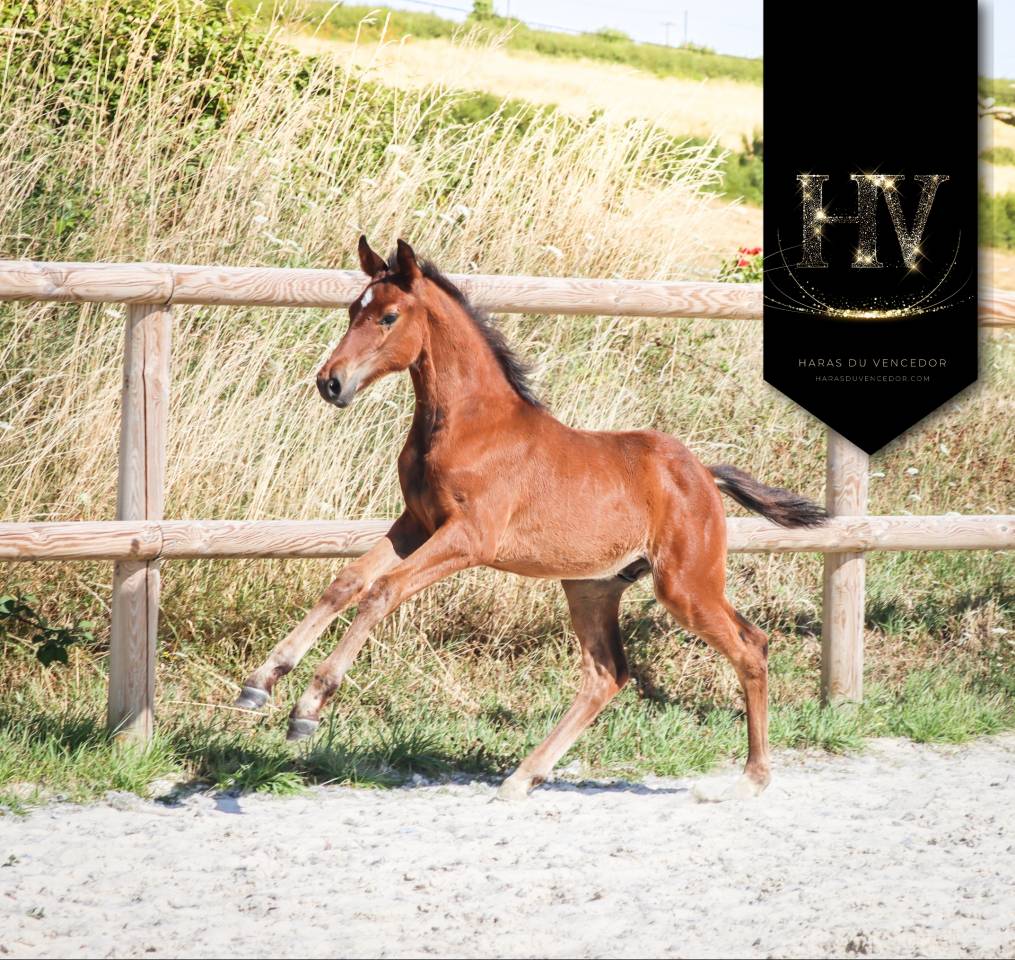 Colt KWPN Dutch Warmblood For sale 2025 Bay