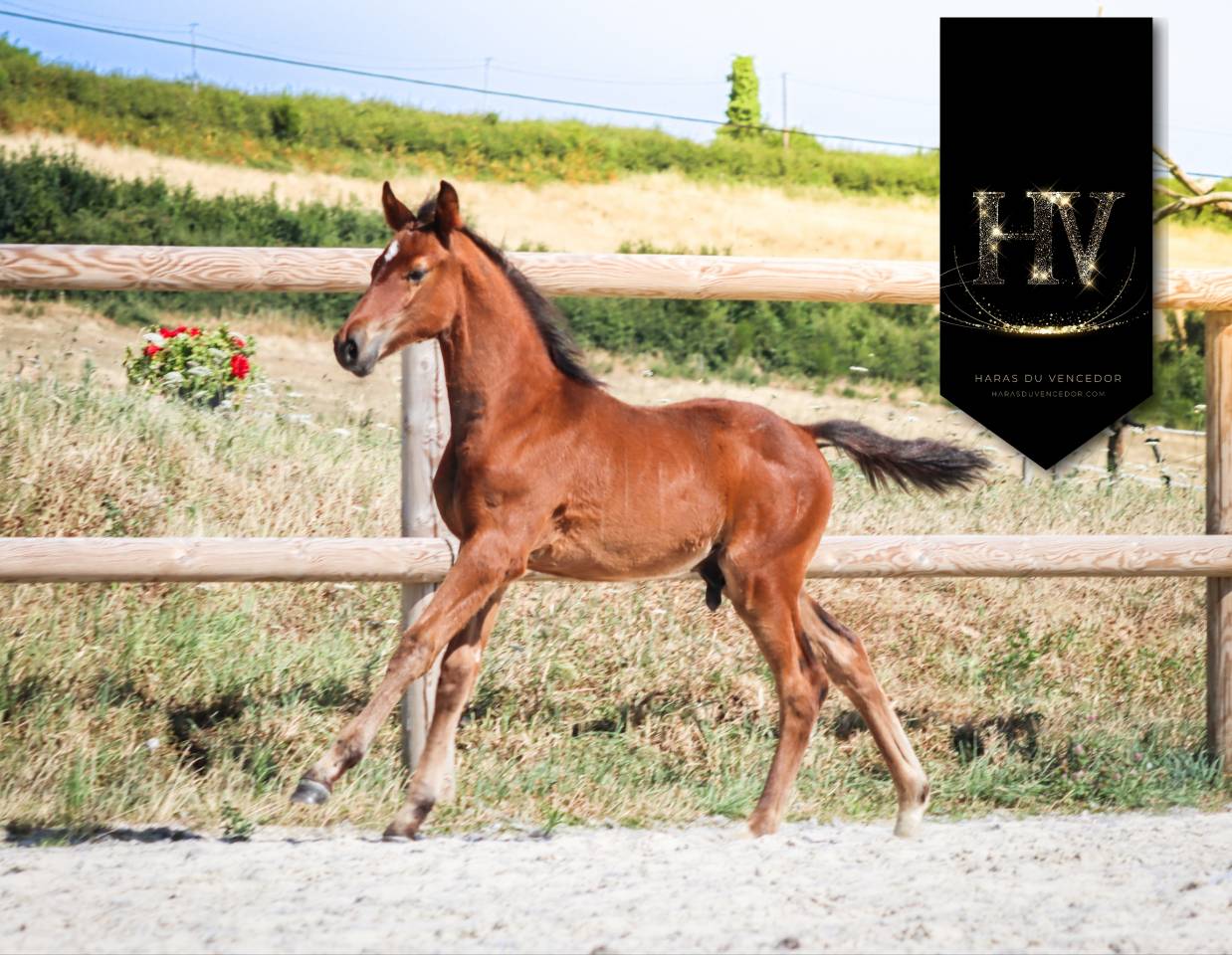 Colt KWPN Dutch Warmblood For sale 2025 Bay