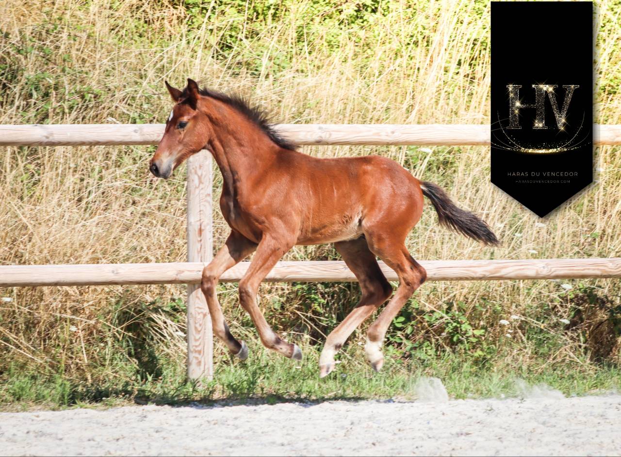 Colt KWPN Dutch Warmblood For sale 2025 Bay