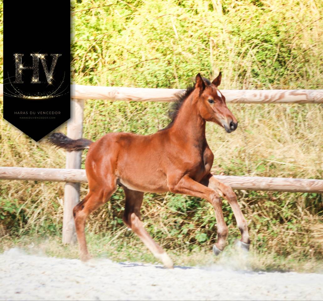 Colt KWPN Dutch Warmblood For sale 2025 Bay