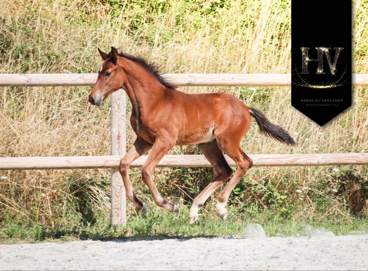 Colt KWPN Dutch Warmblood For sale 2025 Bay