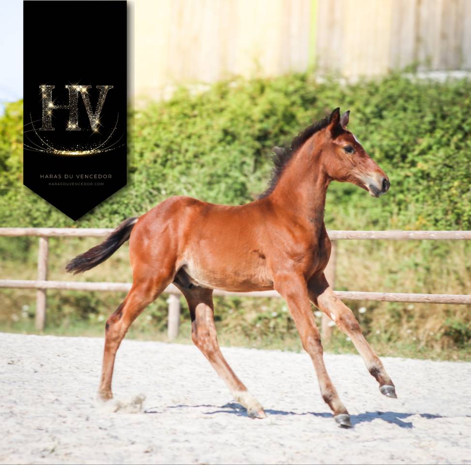 Colt KWPN Dutch Warmblood For sale 2025 Bay