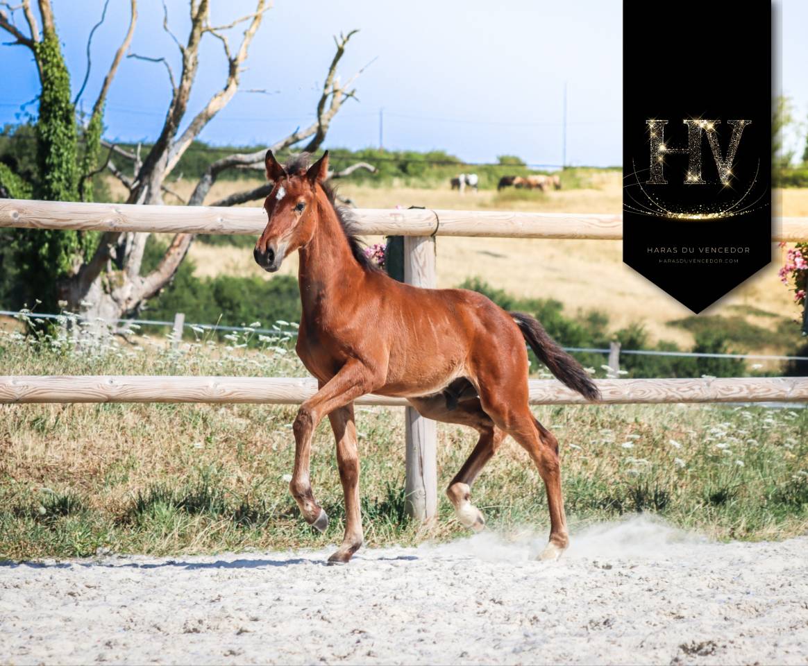 Colt KWPN Dutch Warmblood For sale 2025 Bay