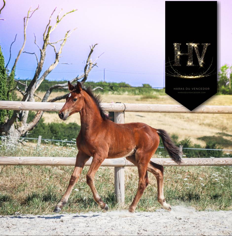 Colt KWPN Dutch Warmblood For sale 2025 Bay