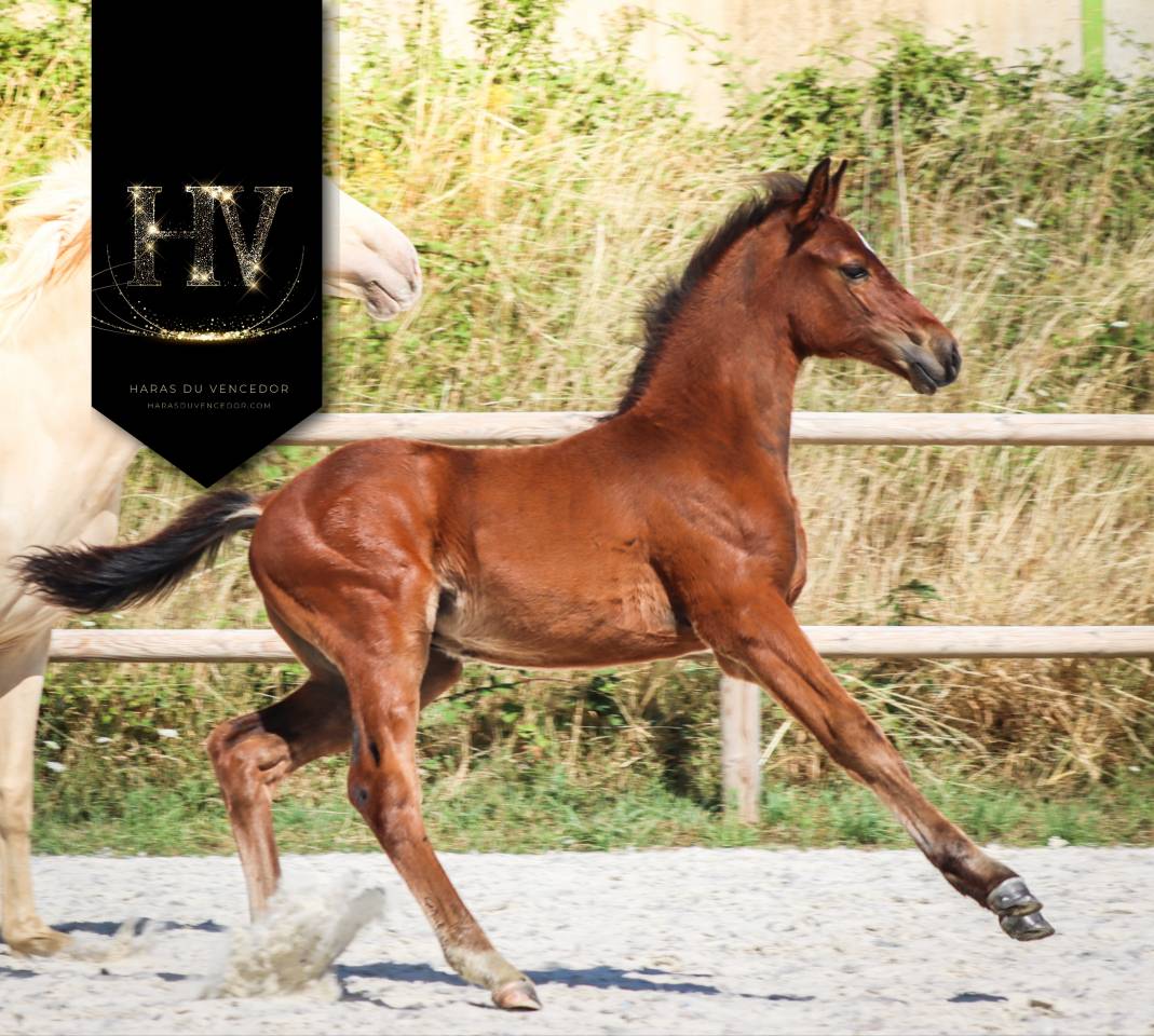 Colt KWPN Dutch Warmblood For sale 2025 Bay