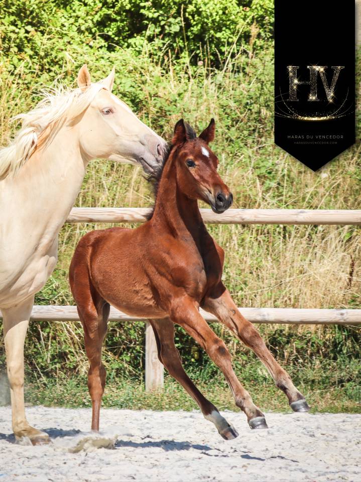 Colt KWPN Dutch Warmblood For sale 2025 Bay