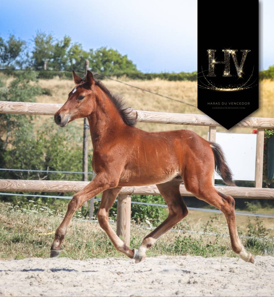 Colt KWPN Dutch Warmblood For sale 2025 Bay