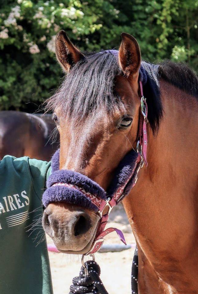 Mare Origin Recorded For sale 2018 Dark Bay