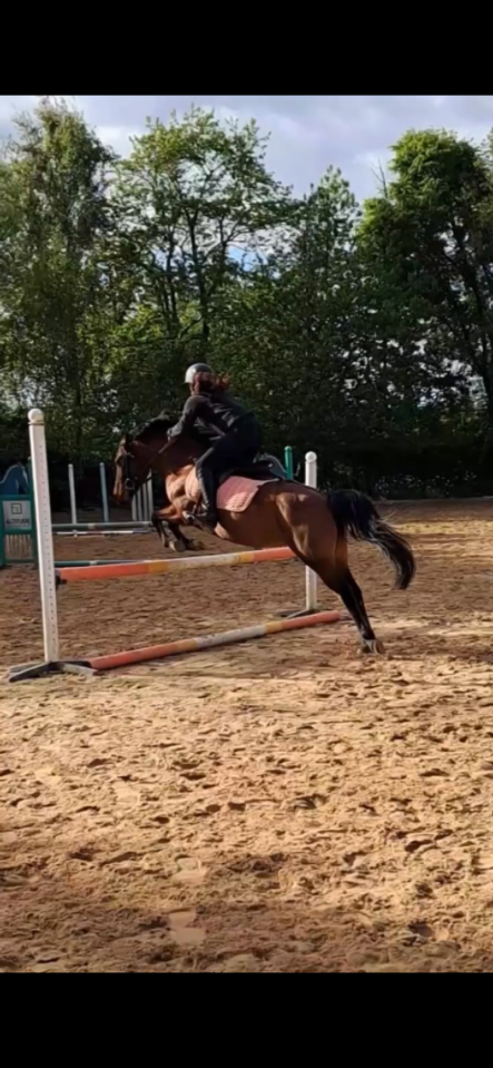 Mare Origin Recorded For sale 2018 Dark Bay