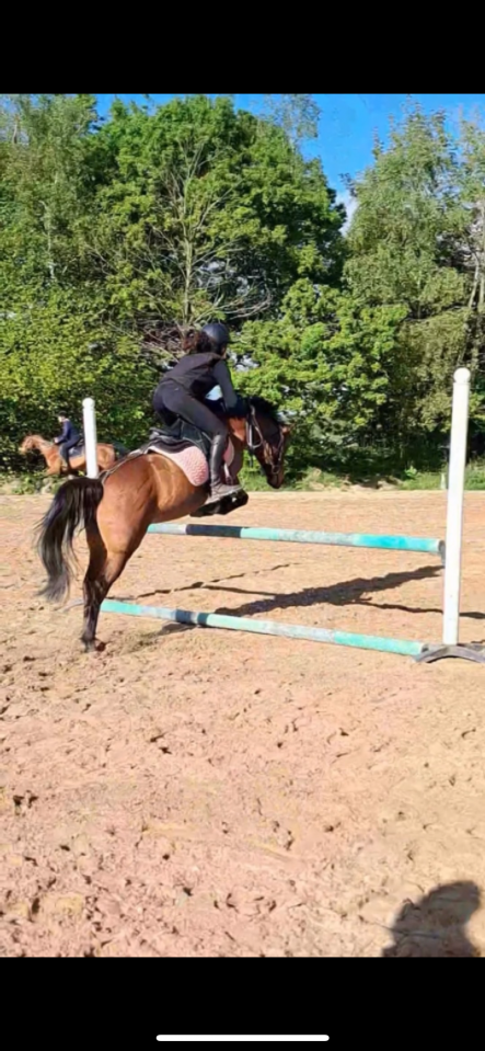 Mare Origin Recorded For sale 2018 Dark Bay