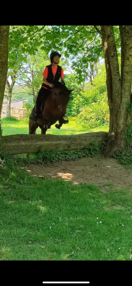 Mare Origin Recorded For sale 2018 Dark Bay