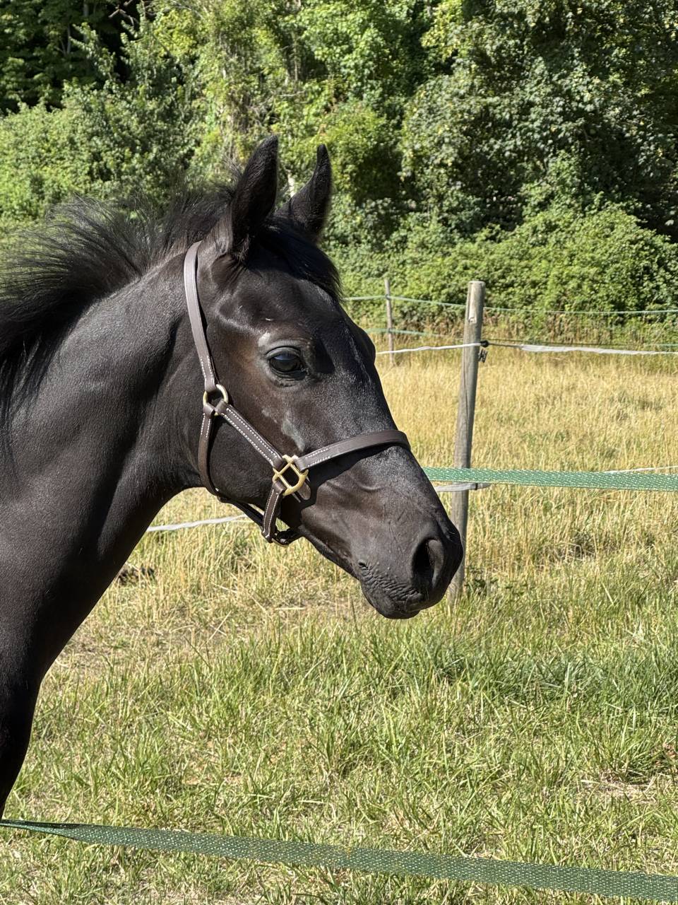 Colt sBs Belgian Warmblood For sale 2025 Black