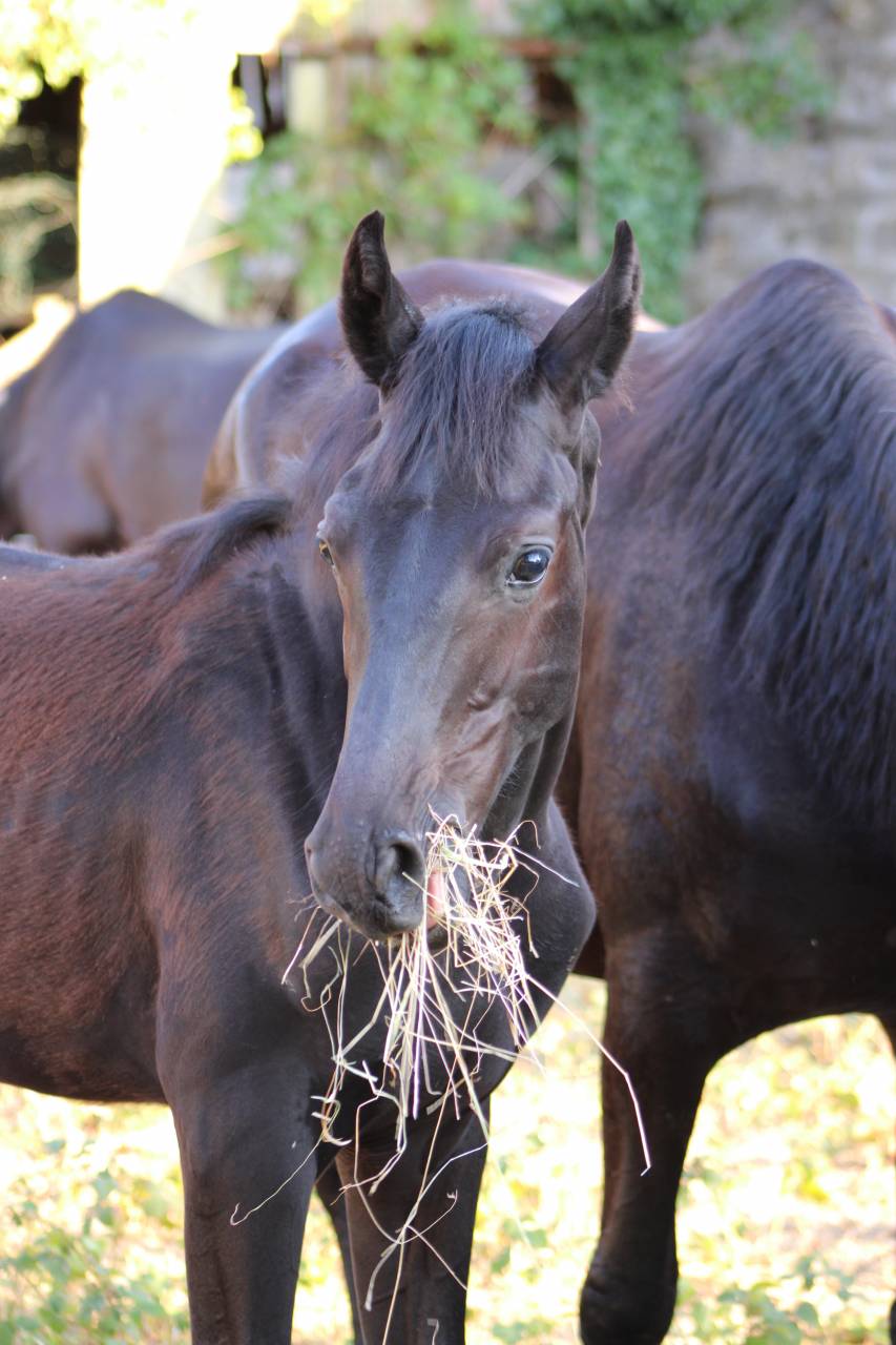 Colt sBs Belgian Warmblood For sale 2025 Black
