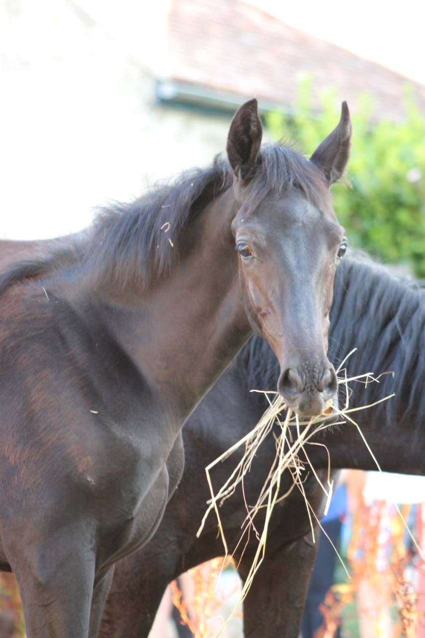 Colt sBs Belgian Warmblood For sale 2025 Black