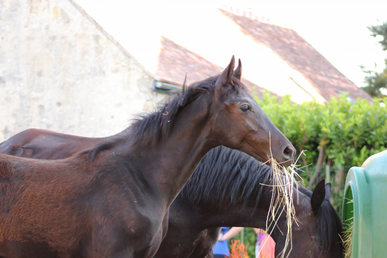 Colt sBs Belgian Warmblood For sale 2025 Black