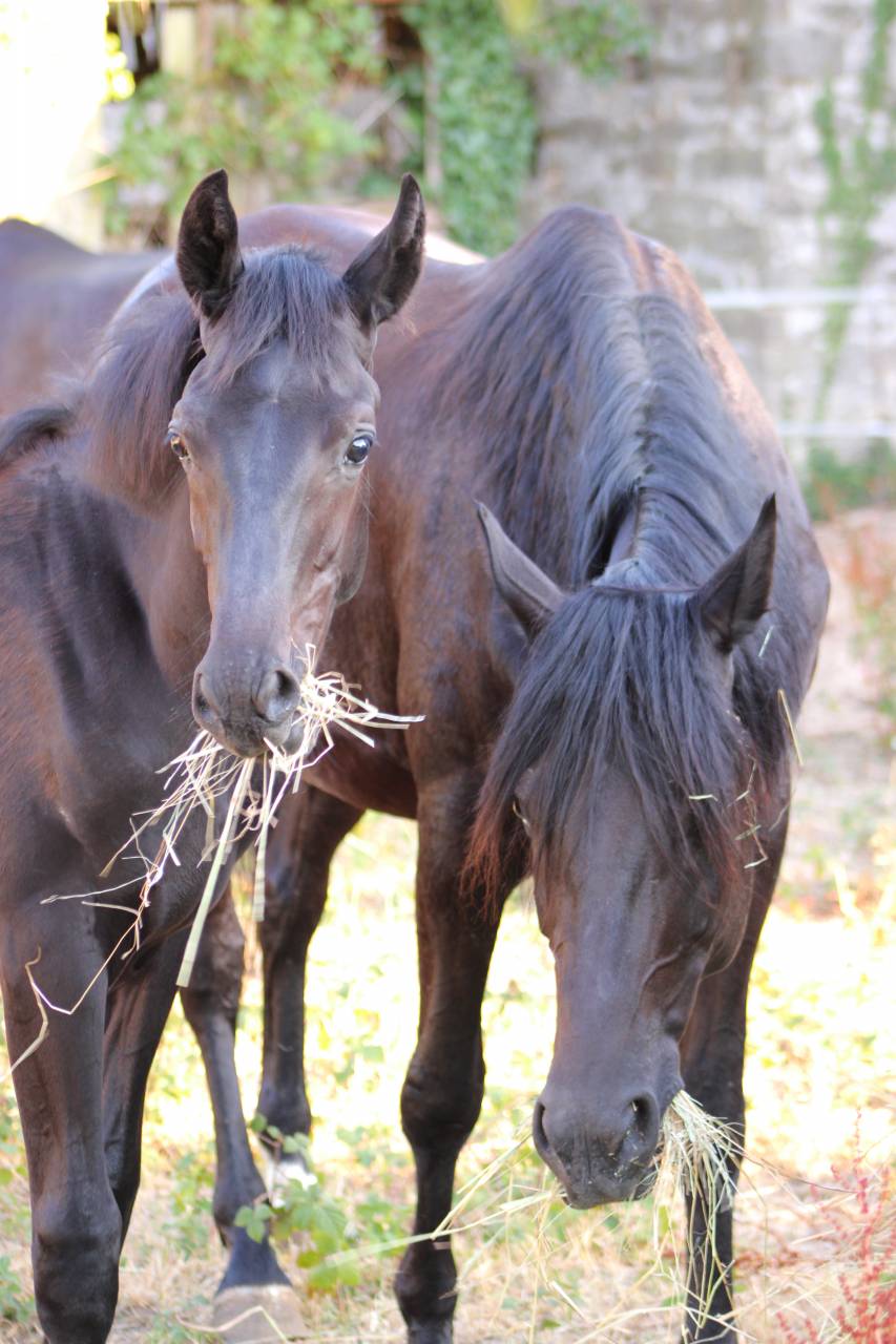 Colt sBs Belgian Warmblood For sale 2025 Black