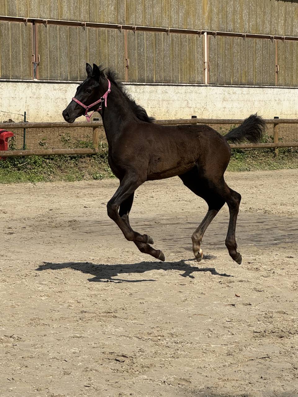 Colt sBs Belgian Warmblood For sale 2025 Black