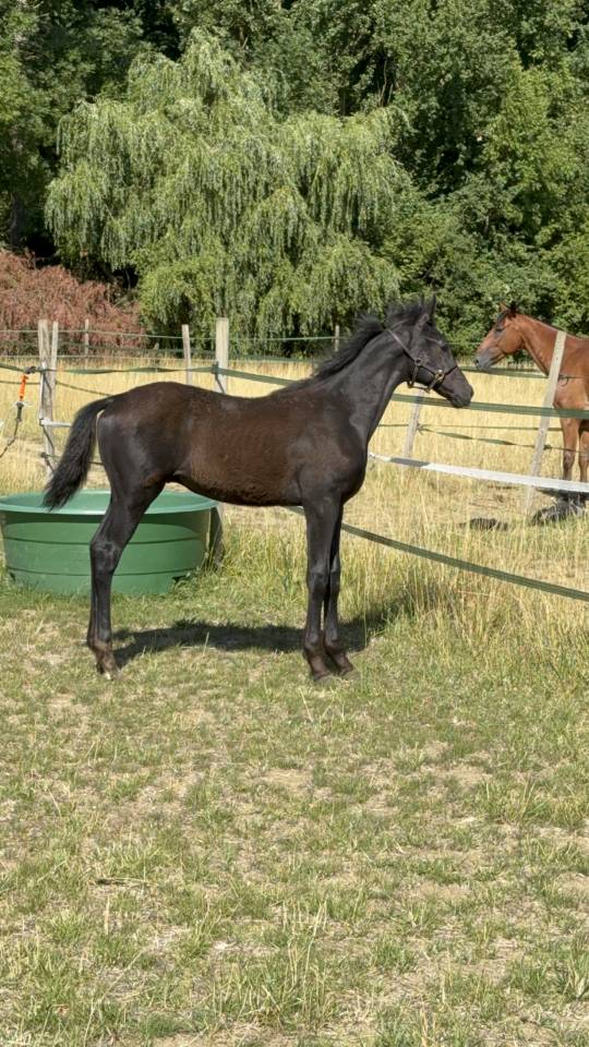 Colt sBs Belgian Warmblood For sale 2025 Black