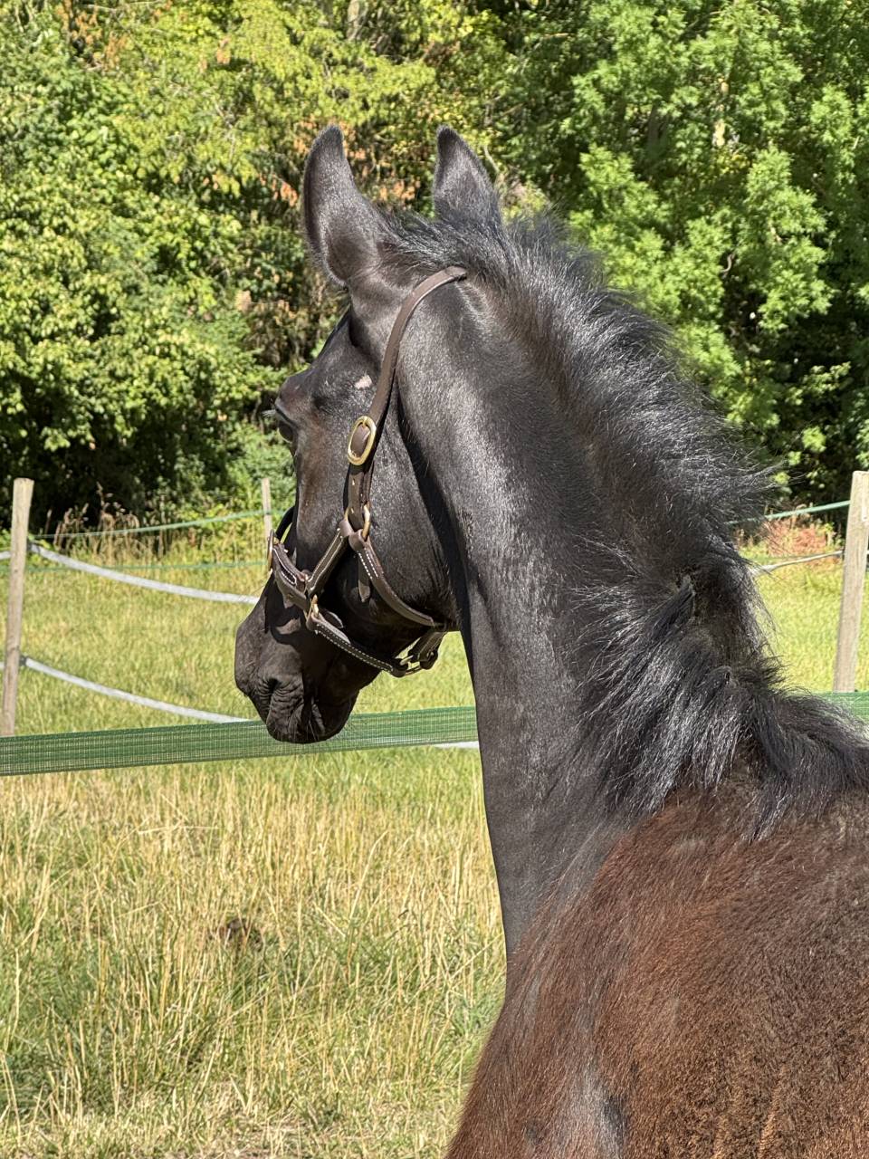 Colt sBs Belgian Warmblood For sale 2025 Black